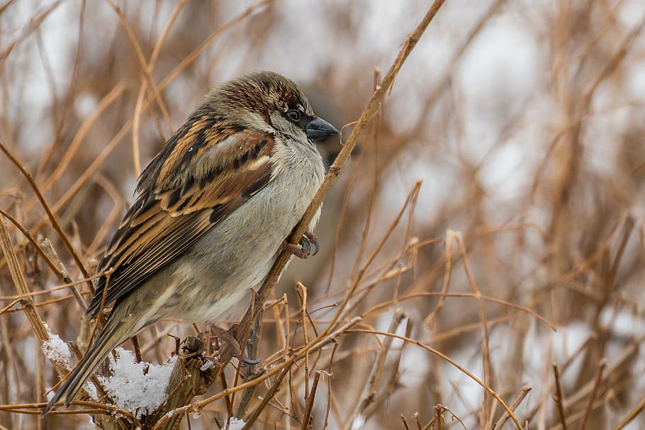 brown bird, animal, sparrow, anthus, grass, plant, finch, beak HD wallpaper