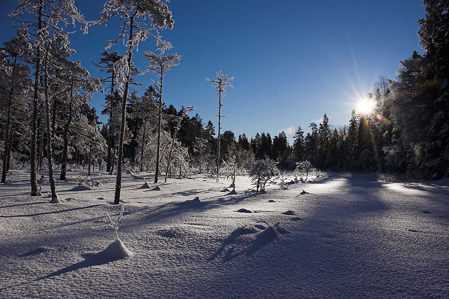 winter, snow, cold, landscape, østmarka, norway, tree, plant HD wallpaper