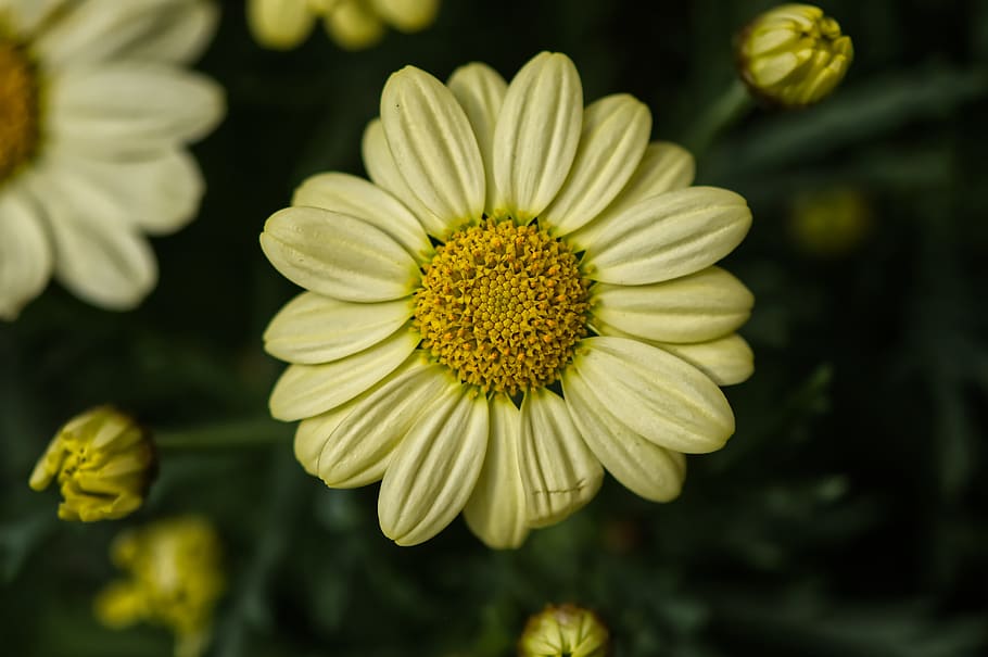 daisies, white, flower, summer, flowers, bloom, meadow, flowering plant HD wallpaper