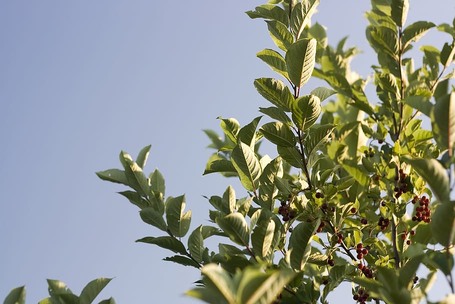 branch, environment, leaf, nature, ominous, one, plant, scenics HD wallpaper