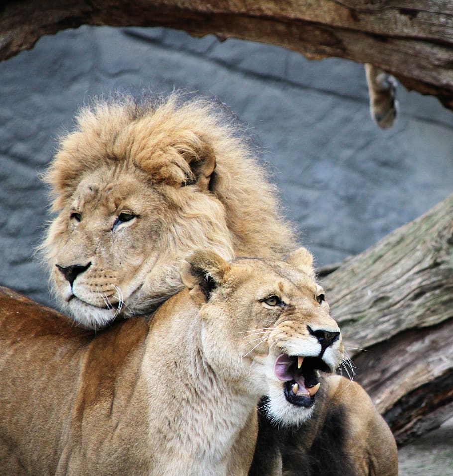 two brown lions, animal wildlife, animal themes, lion - feline HD wallpaper