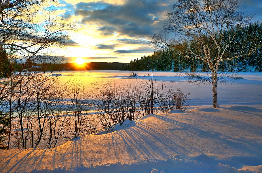 sunset, winter, nature, cold, sky, trees, birch, clouds, colors HD wallpaper