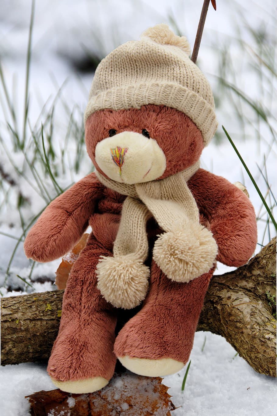 Beige and Brown Bear Plush Toy on Brown Branch during Day Time, HD wallpaper