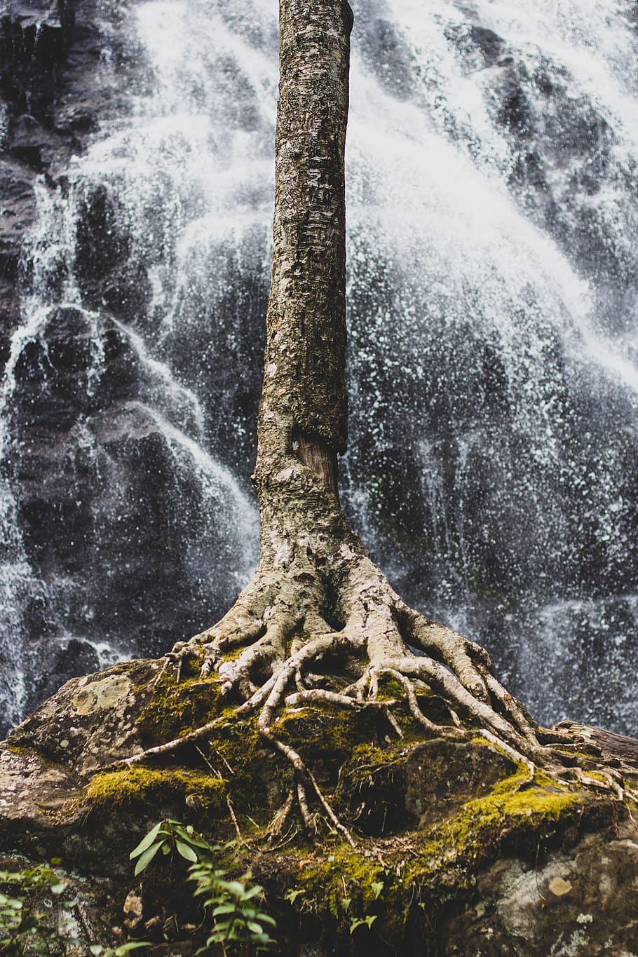 brown tree trunk, root, plant, flora, water, nature, forest, waterfall HD wallpaper