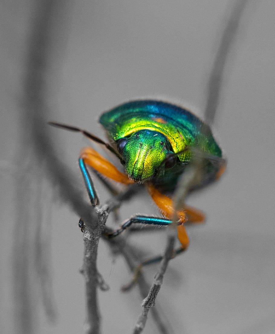green and blue winged insect, invertebrate, bee, animal, honey bee HD wallpaper