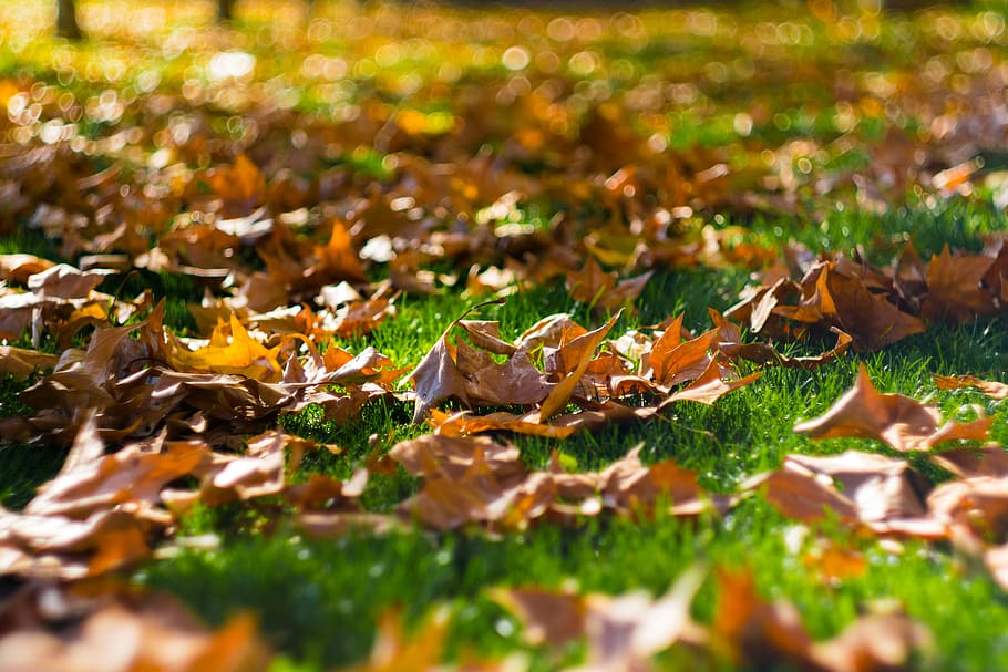 Selective Focus Photography of Brown Dried Leaves on Green Grass HD wallpaper