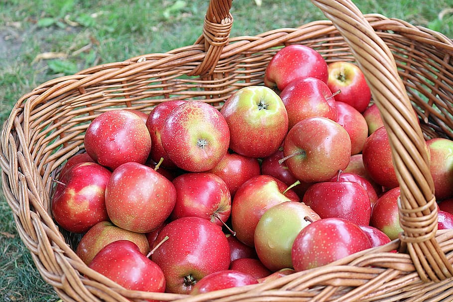 apple, fruit, fresh, harvest, food and drink, healthy eating HD wallpaper