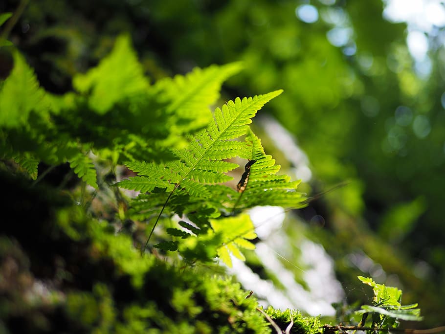 leaf, plant, pottery, vase, jar, potted plant, veins, planter HD wallpaper