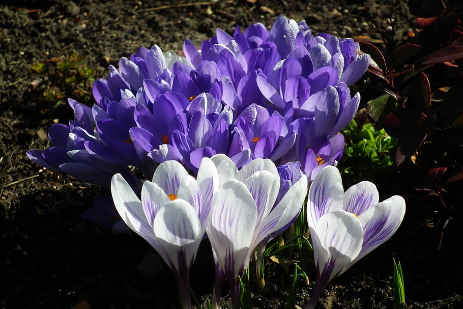 crocus, flowers, spring, violet, garden, beautiful, nature HD wallpaper