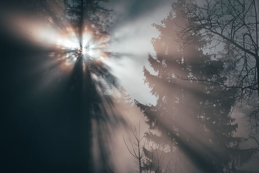 sun piercing through trees, plant, nature, no people, beauty in nature HD wallpaper