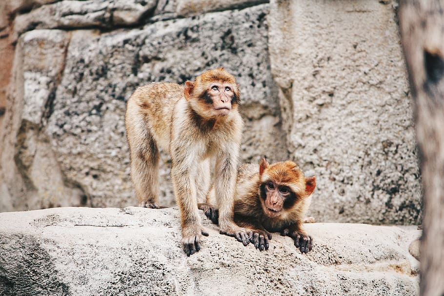 two brown monkeys, animal, wildlife, mammal, zoo, wall, couple HD wallpaper