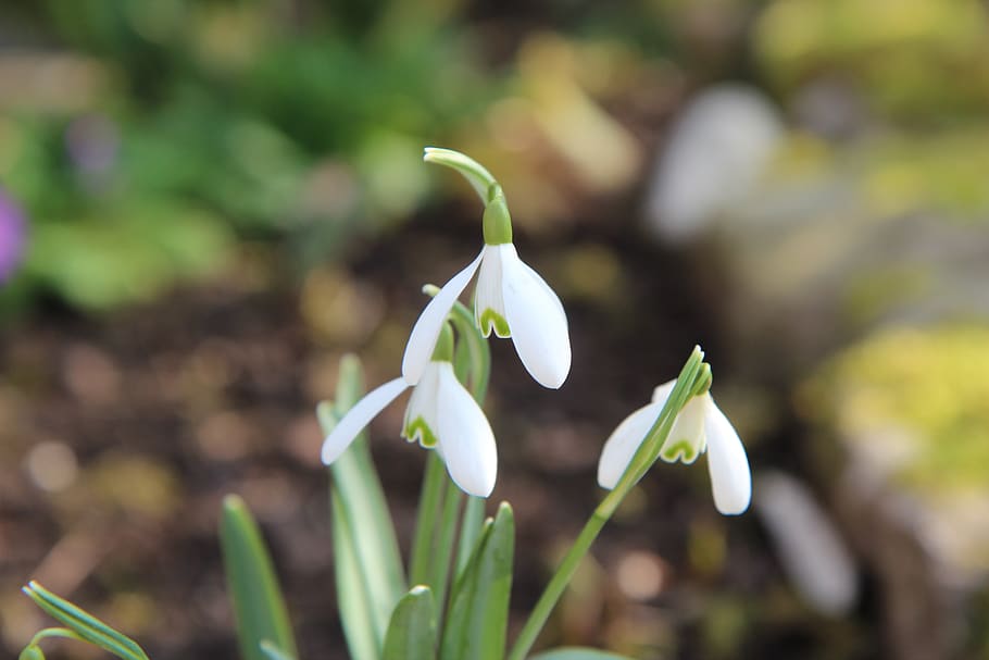 perce-neige, flowers, flowering, spring, plant, growth, fragility HD wallpaper