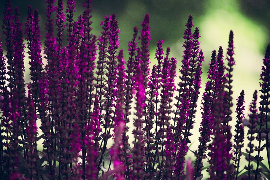 Purple Lavender Flowers Selective-focus Photography, bright, close-up HD wallpaper