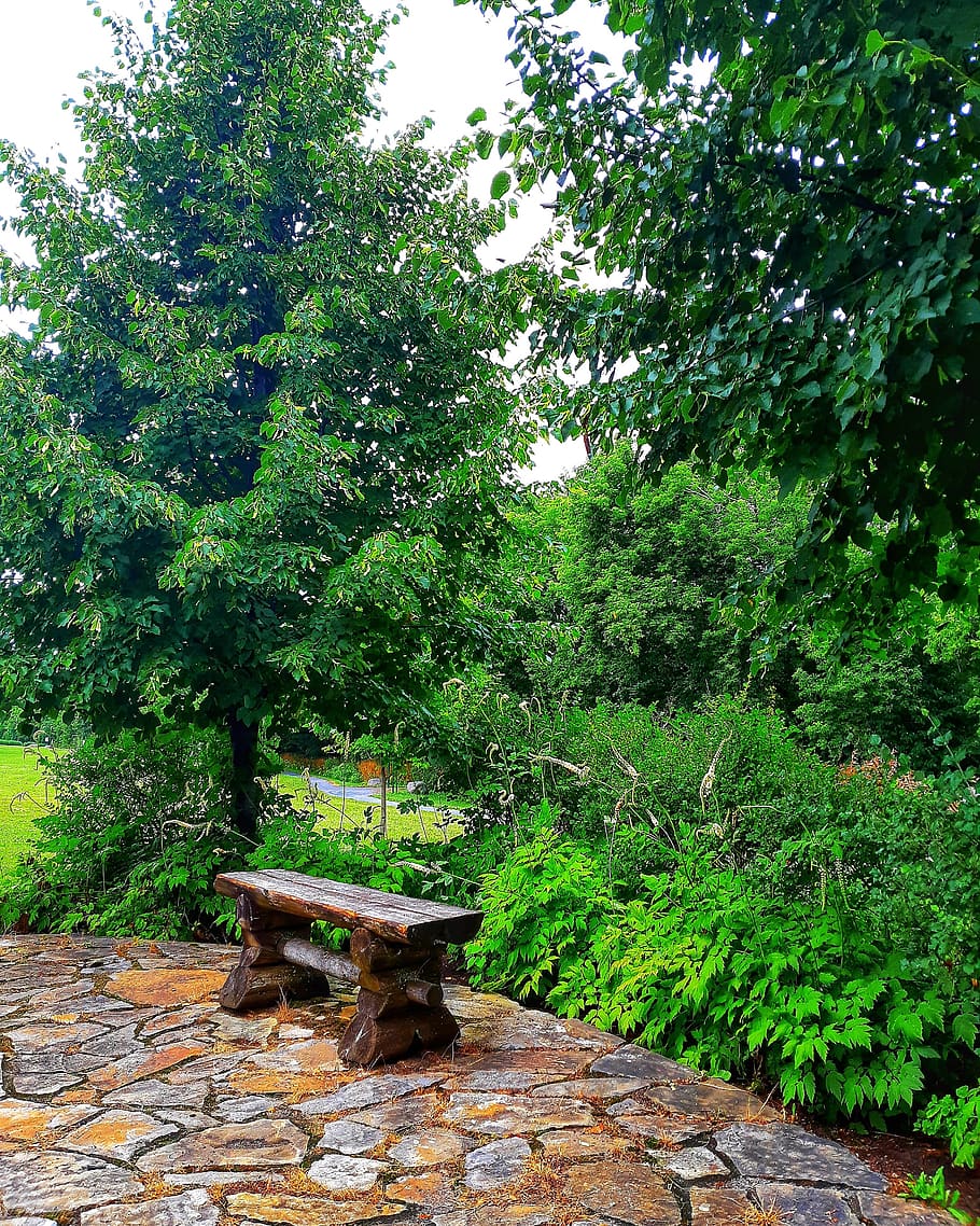 canada, l'assomption, tree, plant, green color, growth, nature HD wallpaper