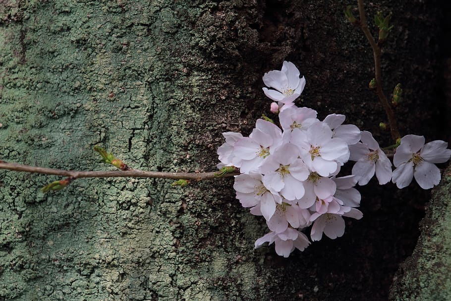 no filter, cherry blossom, flowers, cherry tree, wood, pink HD wallpaper