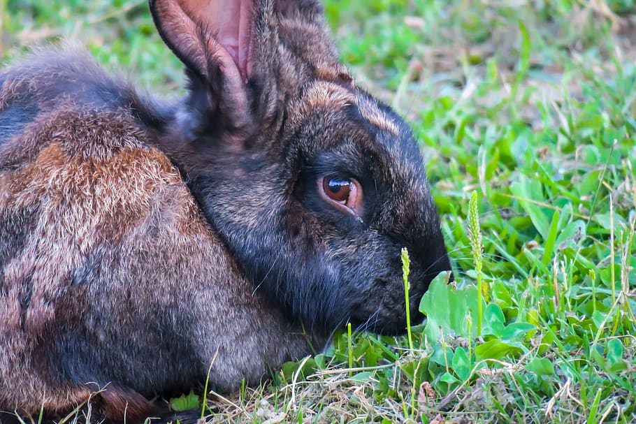hare, eat, rabbit, eye, nibble, look, attention, vigilant, nager HD wallpaper