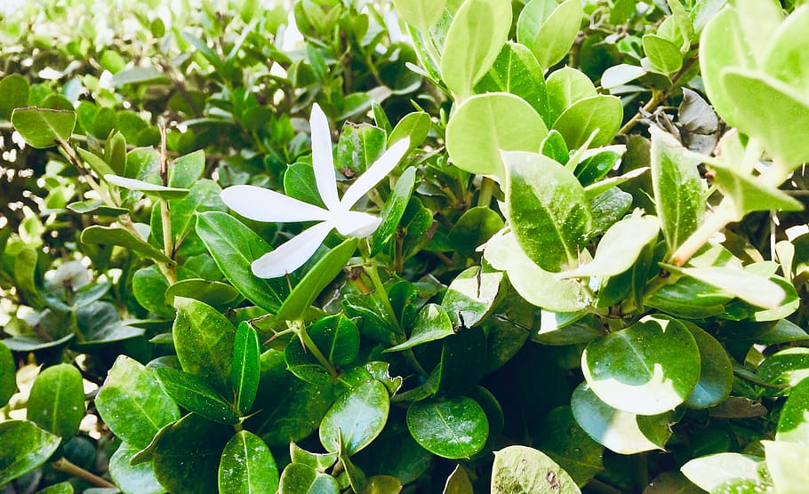 qatar, doha, doha port, plant part, leaf, growth, green color HD wallpaper