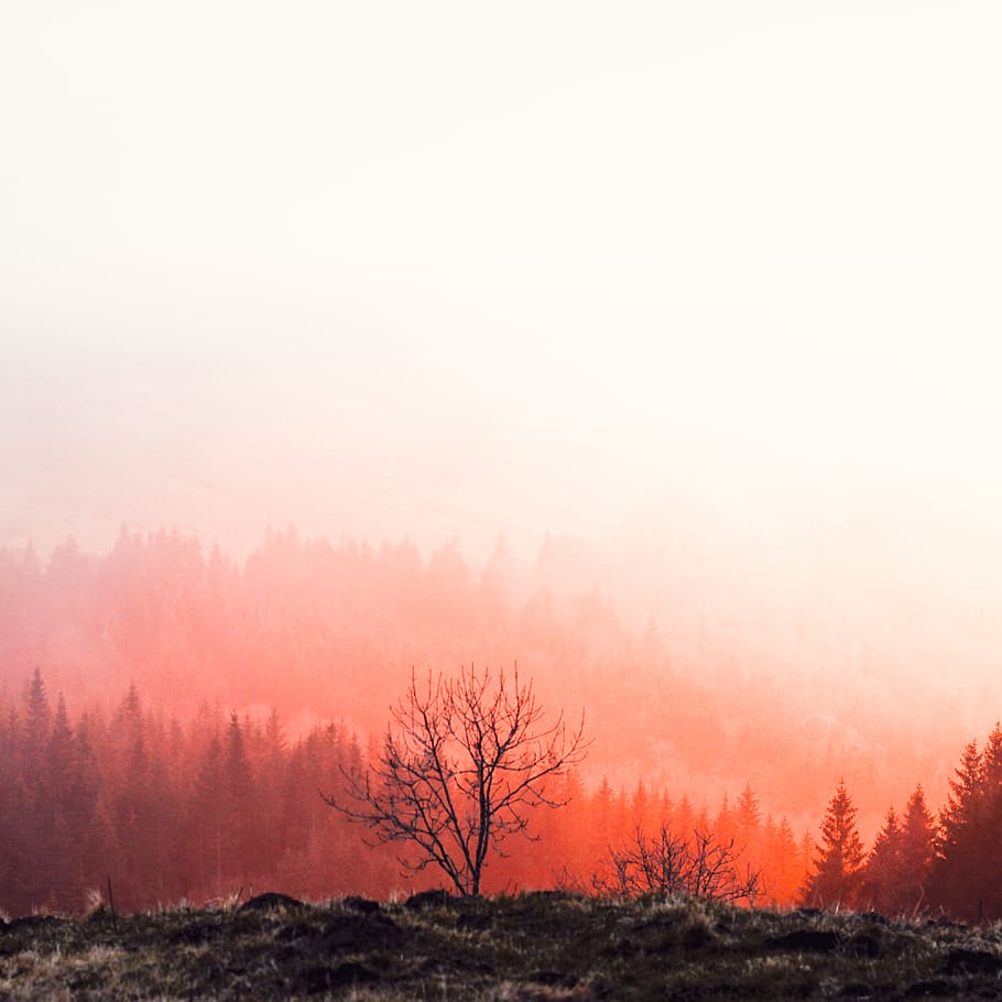 trees during golden hour, plant, fog, beauty in nature, sky, tranquility HD wallpaper