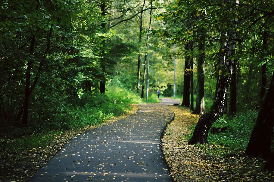 asphalt road surrounded by trees, path, trail, person, human, HD wallpaper