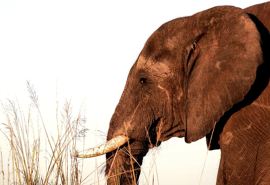 brown elephant, wildlife, animal, mammal, botswana, kasane, africa HD wallpaper