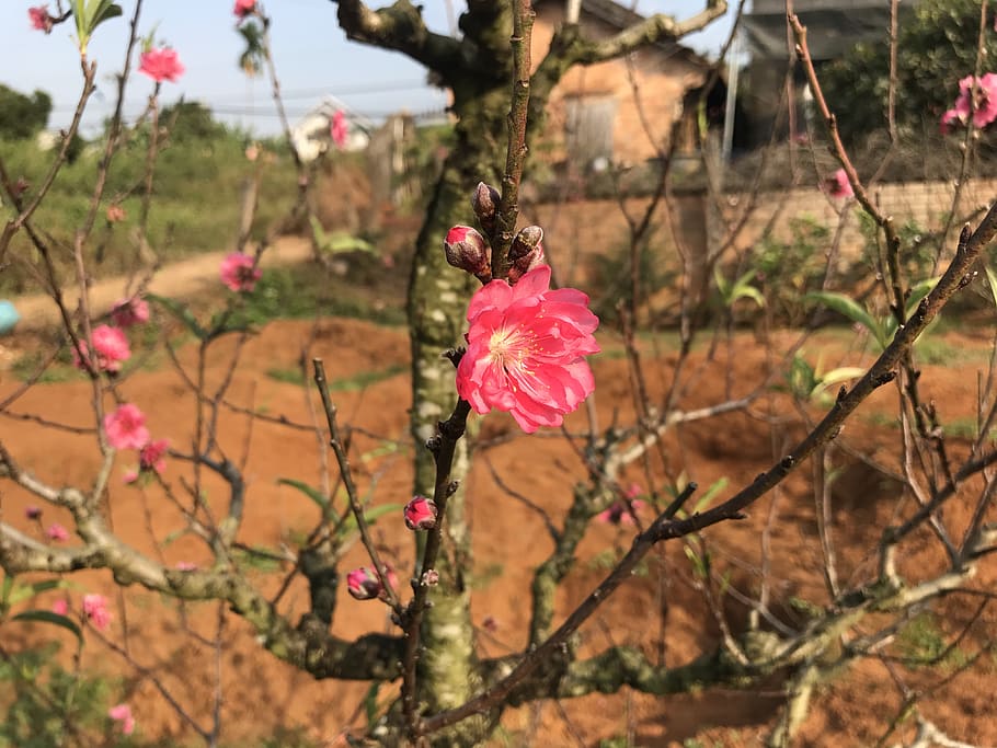 peach, tet, plant, flower, pink color, flowering plant, fragility HD wallpaper