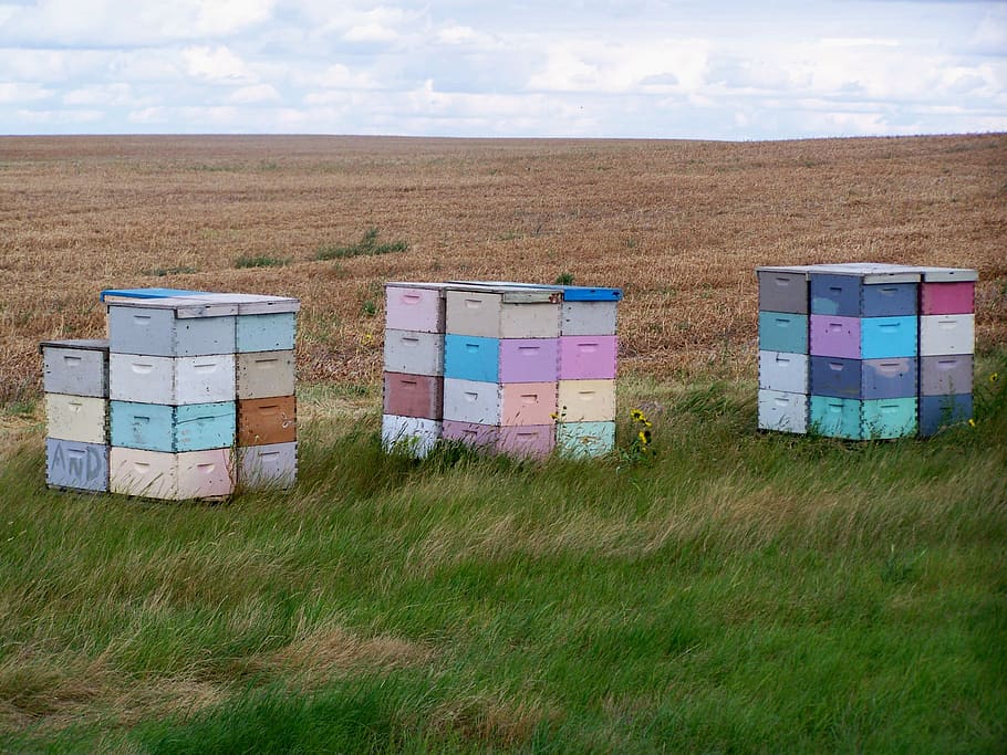 boxes, bees, land, grass, field, plant, nature, sky, environment HD wallpaper