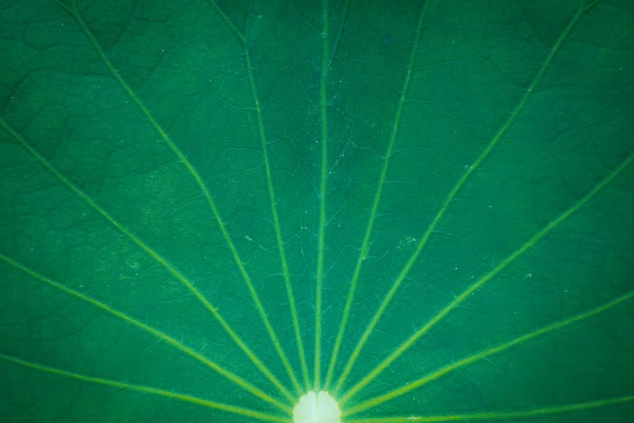 background, lotus leaf, green, summer, wallpaper, plant part HD wallpaper