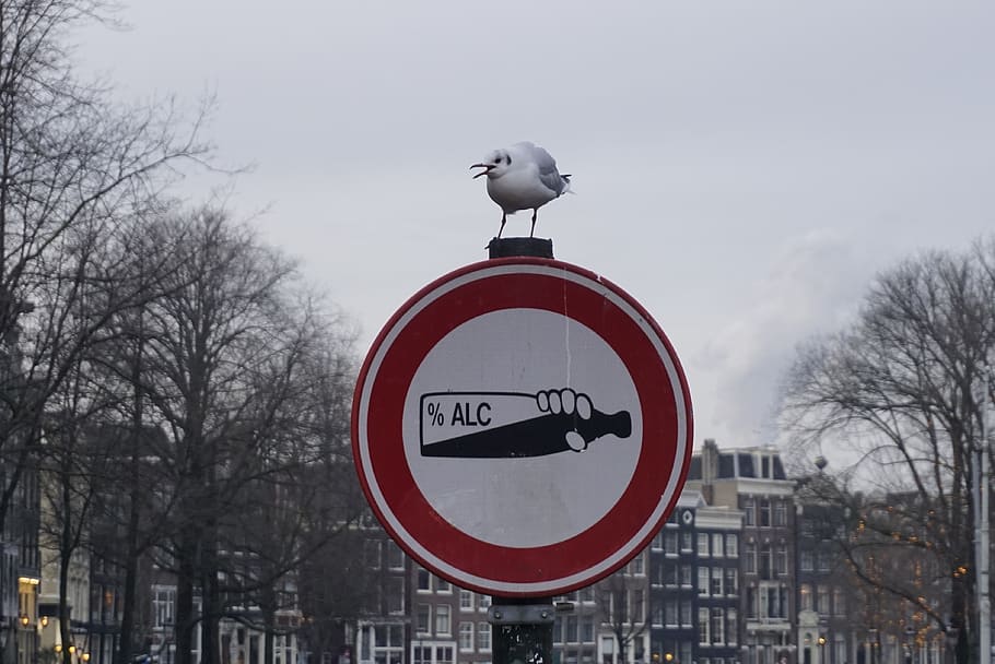 seagull, sign, bird, warning, symbol, icon, drink, ban, design HD wallpaper