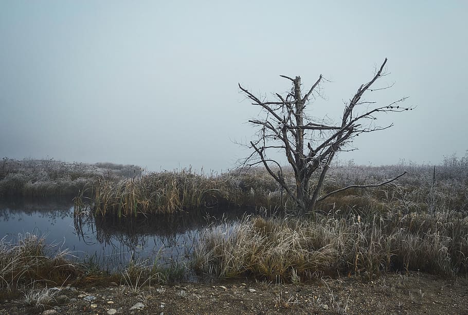 tree, trees, lake, fog, cold, orning, hike, moody, winter, fall HD wallpaper