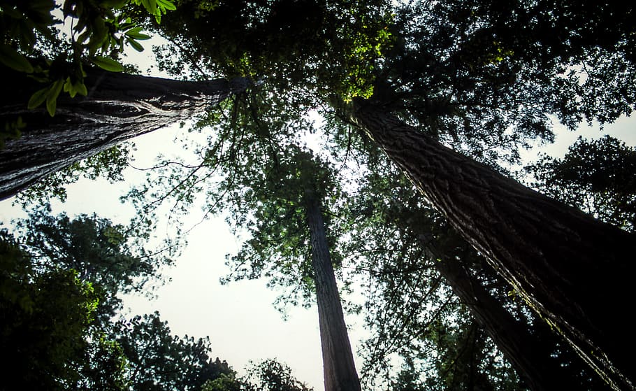 trees, green, light, forest, plant, low angle view, growth HD wallpaper