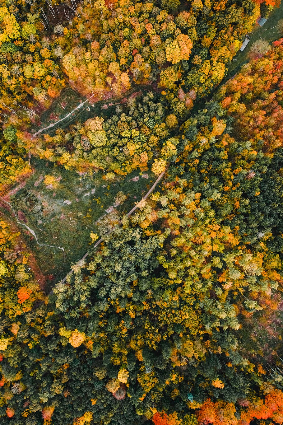 forest and road during day, plant, beauty in nature, growth, no people HD wallpaper