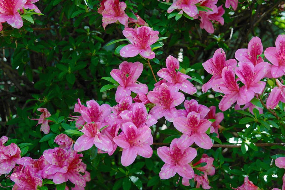 flowering plant, growth, pink color, beauty in nature, petal HD wallpaper