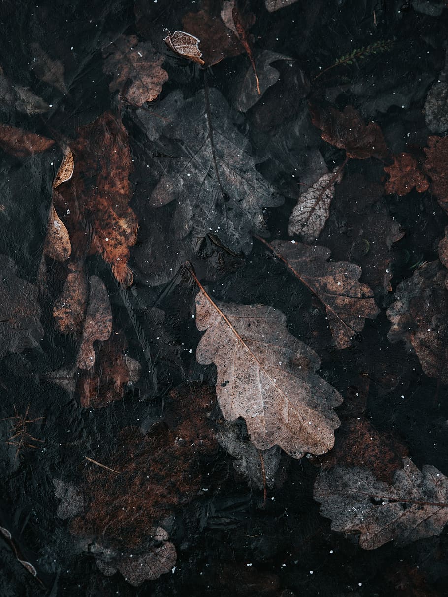 gray and brown withered leaves, leaf, plant part, nature, autumn HD wallpaper