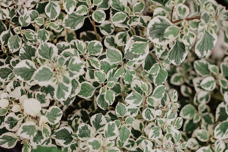 green leafed plant, potted plant, jar, pottery, vase, blossom HD wallpaper