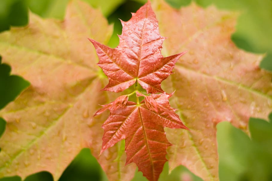 foliage, forest, red, leaf, leaves, light, natural, nature HD wallpaper