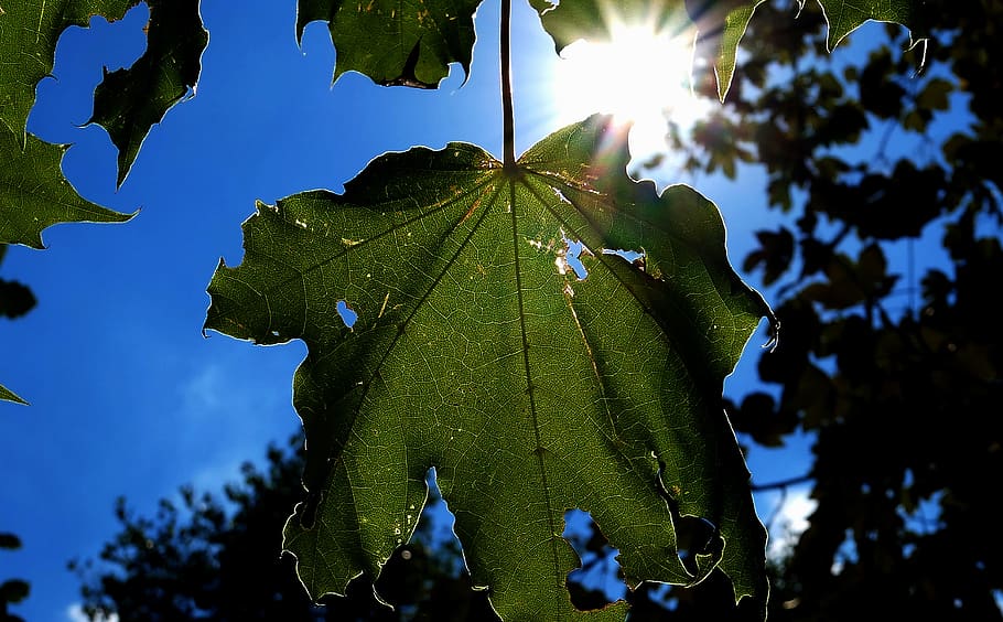 leaf, tree, nature, leaves, forest, green, landscape, light HD wallpaper