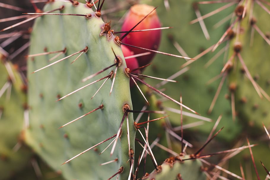 cactu, cactus, plant, succulent plant, growth, nature, green color HD wallpaper