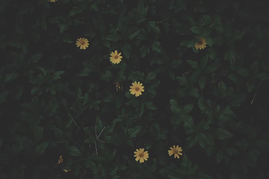 Photo of Yellow Flowers, 4k wallpaper, beautiful, bloom, blooming HD wallpaper