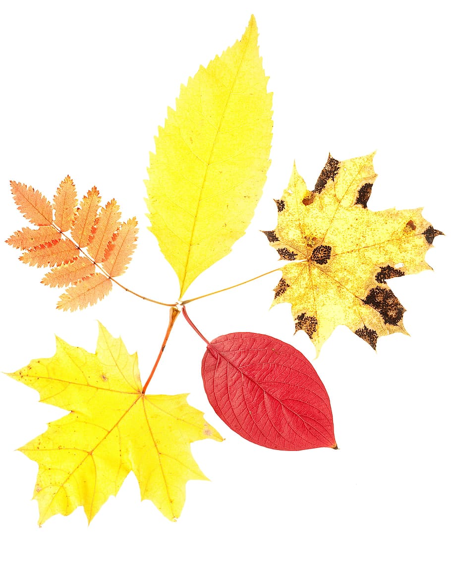 autumn, isolated, leaf, macro, maple, natural, nature, november HD wallpaper