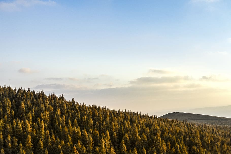 china, inner mongolia, forest, tree, sky, plant, scenics - nature HD wallpaper