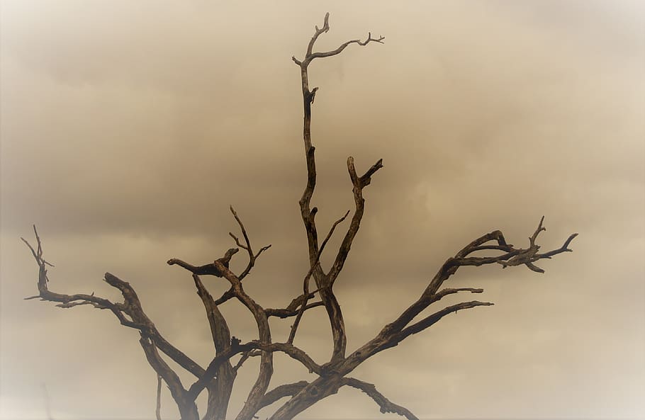 dead tree, dust wind, savannah, plant, no people, sky, nature, HD wallpaper