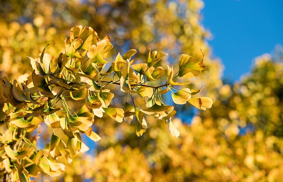 leaves, tree, autumn, fall foliage, yellow, nature, fall color HD wallpaper