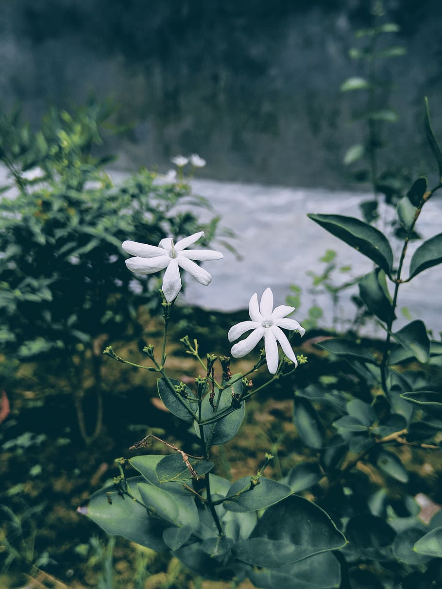 Selected Focus Photo of White Petaled Flowers With Green Leaf HD wallpaper