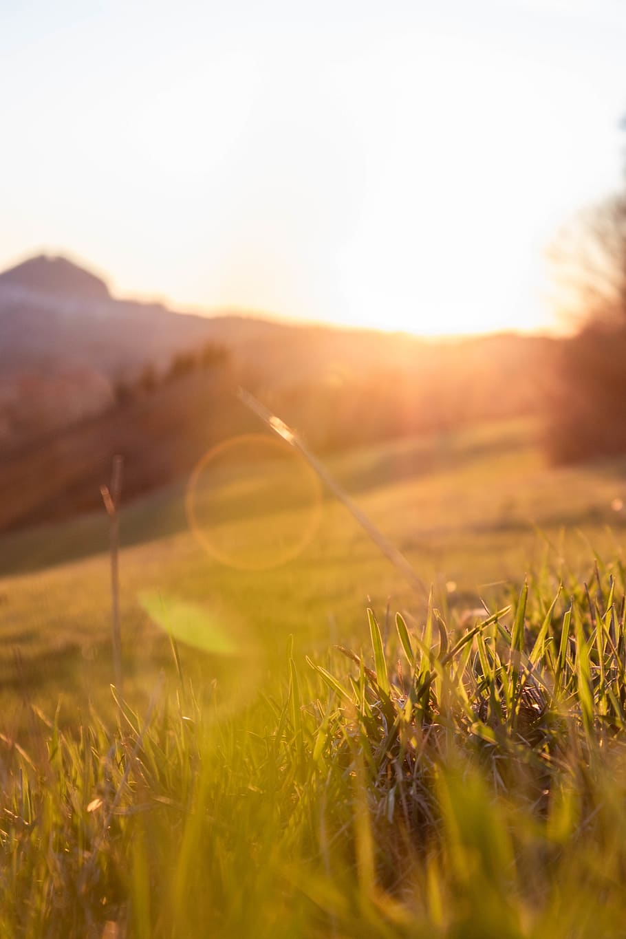 sun rays on green grass field, plant, sky, landscape, environment HD wallpaper
