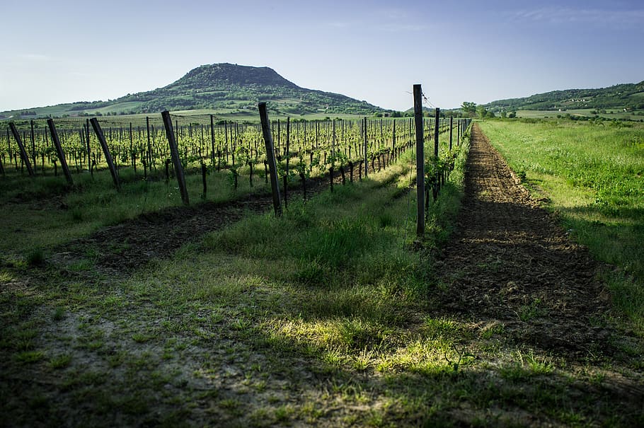 balaton, wine, field, green, summer, colors, rest, grape, vintage HD wallpaper