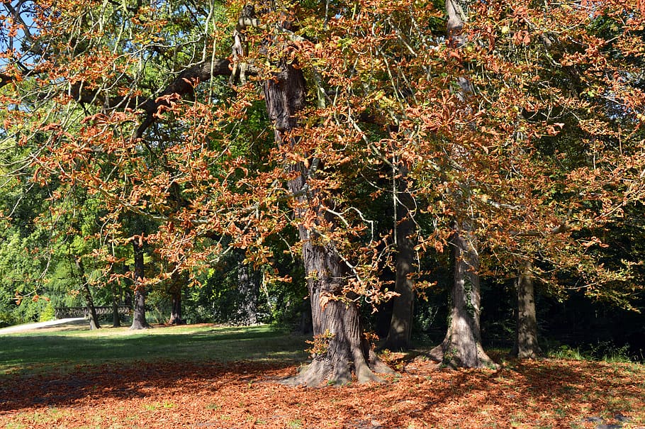 trees, chestnut, deciduous tree, leaves, late summer, autumn HD wallpaper