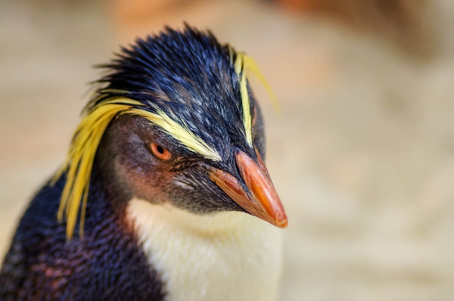 penguin, head, beak, bill, feathers, cute, black, tux, white HD wallpaper