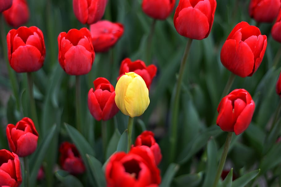 plant, flower, tulip, flowering plant, beauty in nature, growth HD wallpaper