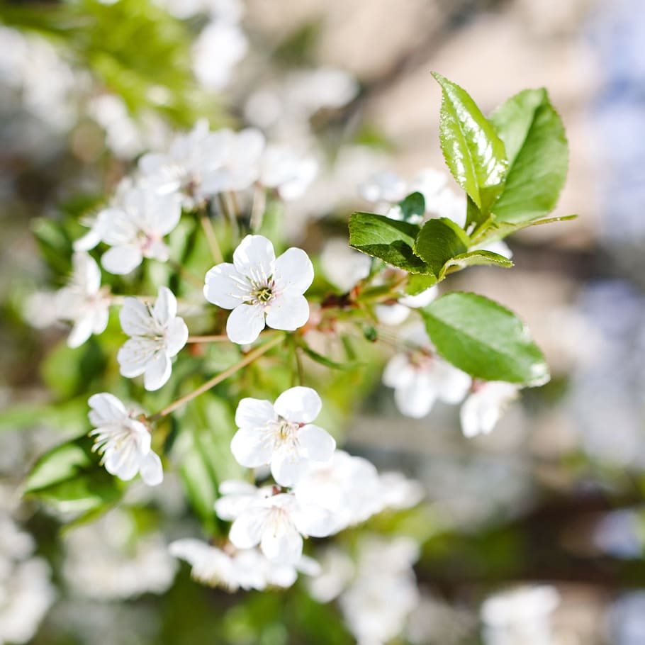 con2011, environment, environmental, green, image, nature, peace HD wallpaper