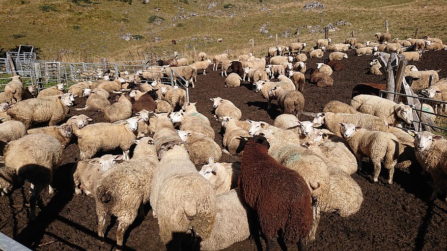 sheep, animals, herd, mountains, pastures, meadow, landscape HD wallpaper